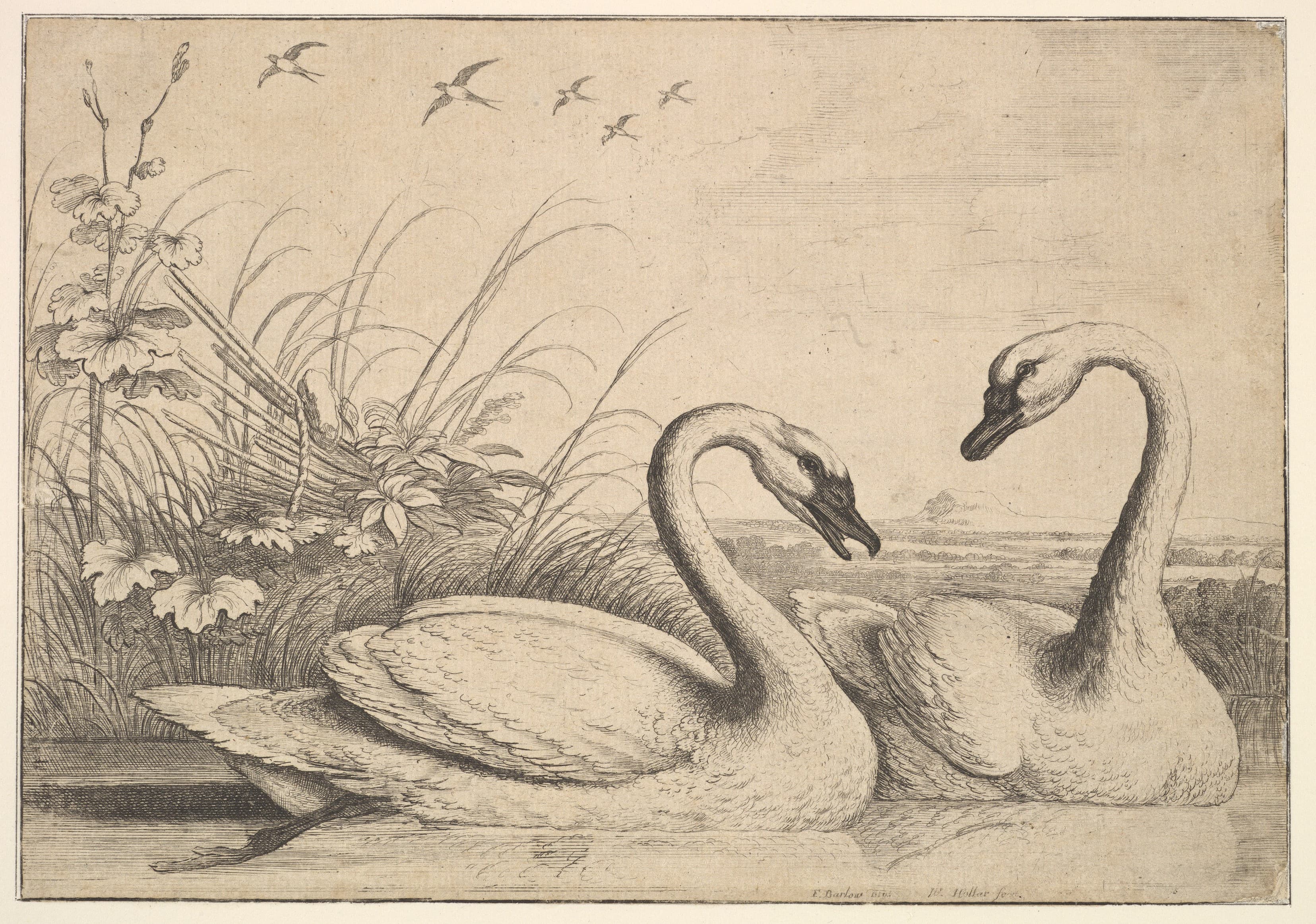 A Tale of Two Swans....